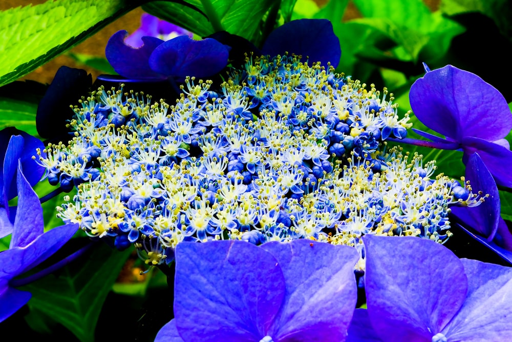 purple flowers with green leaves