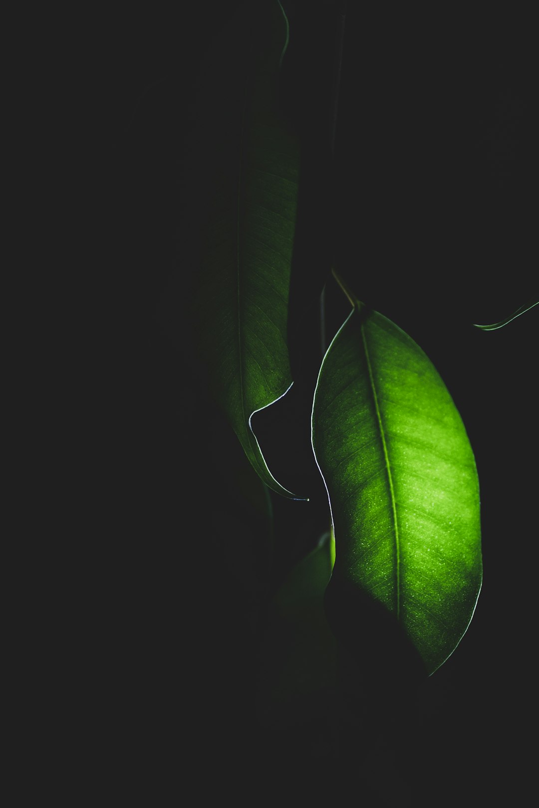 green leaves with black background