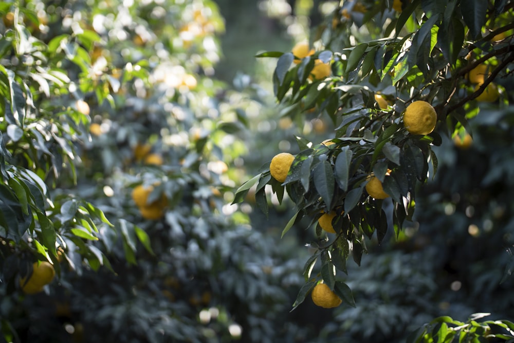 yellow round fruits on tree during daytime