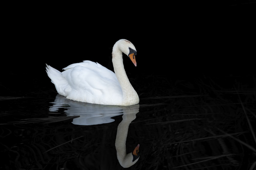 white swan on water during daytime