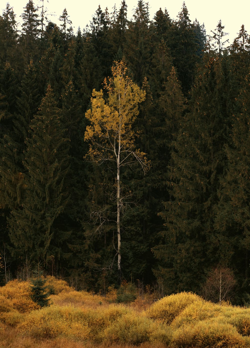 green and brown trees during daytime