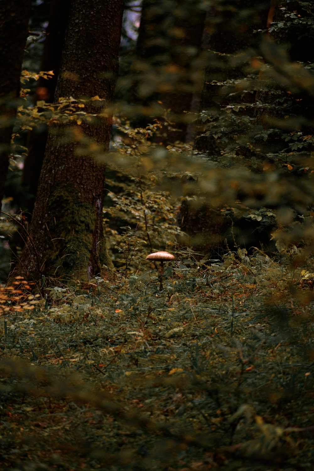 brown mushroom on green grass during daytime