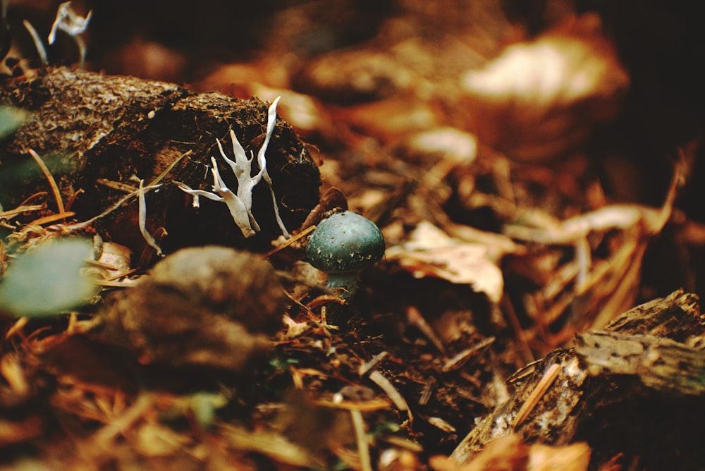 blue round fruit on brown soil