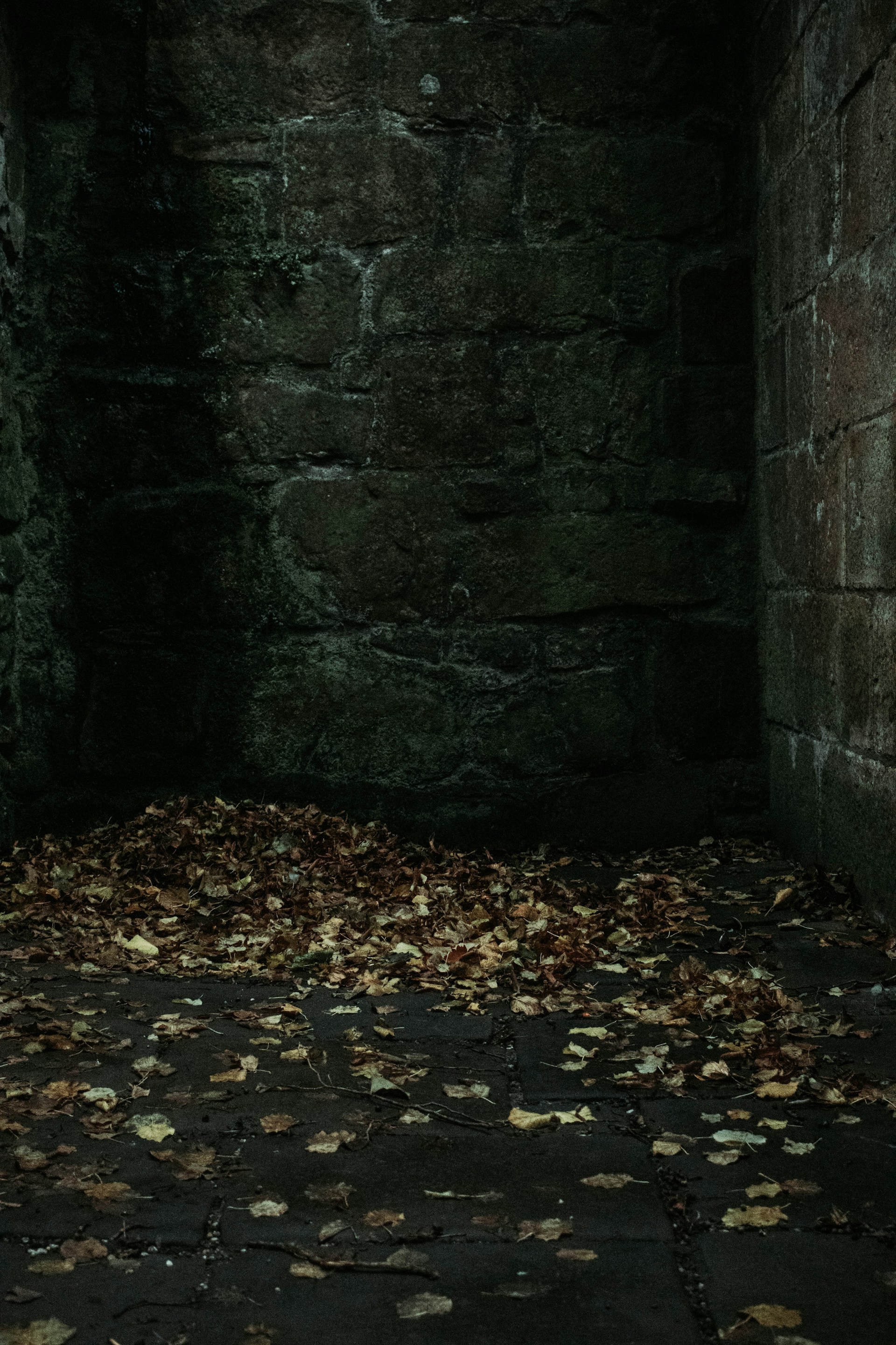 brown leaves on the ground