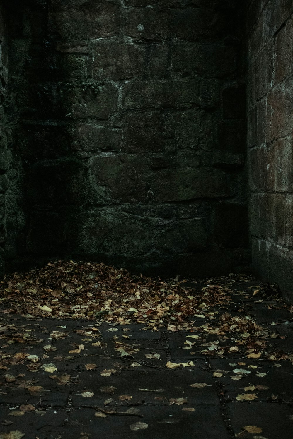 brown leaves on the ground