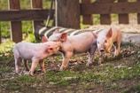 A group of playful piglets in a sunny pen.
