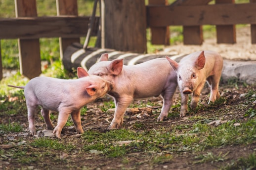 Three piglets are playfully interacting in a grassy outdoor area, with a wooden fence in the background. The piglets have pink skin and appear to be in a natural, sunlit setting.