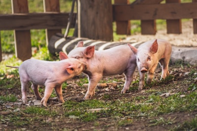 A group of piglets playfully exploring the farm’s natural surroundings under soft morning light.