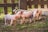 Three piglets are playfully interacting in a grassy outdoor area, with a wooden fence in the background. The piglets have pink skin and appear to be in a natural, sunlit setting.