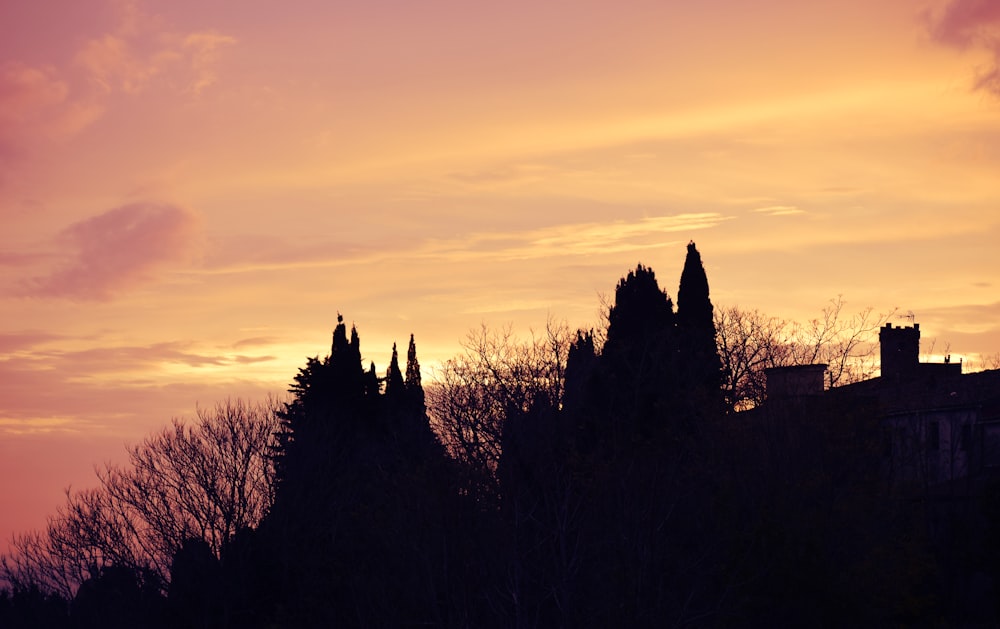 silhouette d’arbres au coucher du soleil
