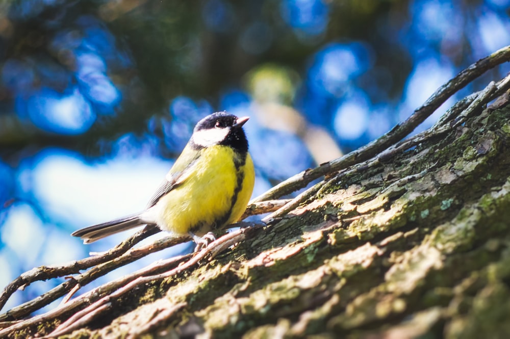 yellow and black bird on tree branch