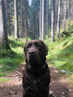 A chocolate Labrador Retriever stands on a forest path, surrounded by tall pine trees and lush greenery. The dog's fur appears slightly wet, and it gazes attentively forward. Sunlight filters through the foliage, creating a play of light and shadow on the forest floor.