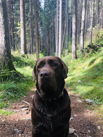 A chocolate Labrador Retriever stands on a forest path, surrounded by tall pine trees and lush greenery. The dog's fur appears slightly wet, and it gazes attentively forward. Sunlight filters through the foliage, creating a play of light and shadow on the forest floor.