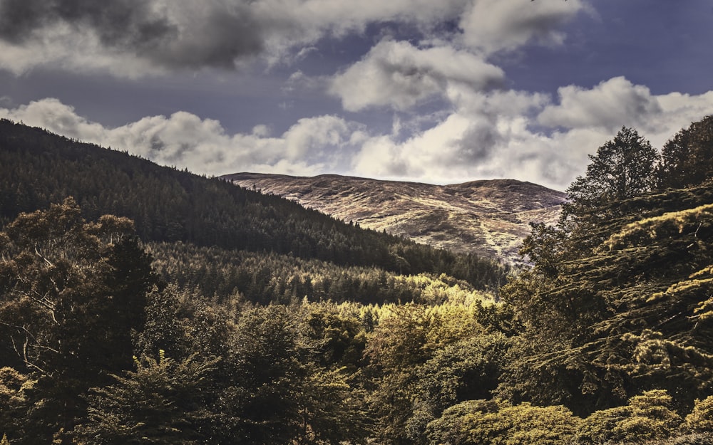 green and brown trees under white clouds and blue sky during daytime