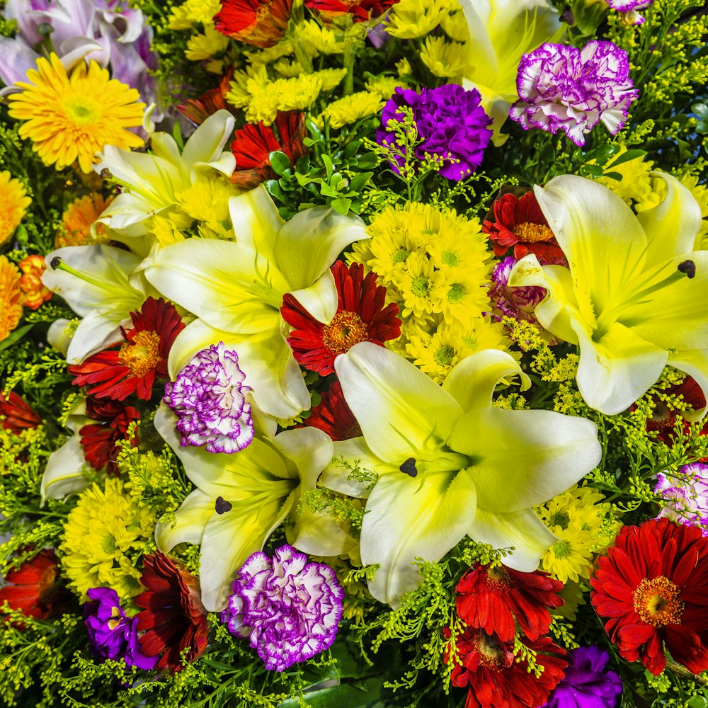 Colourful Flower Pictures [HD] | Download Free Images on Unsplash