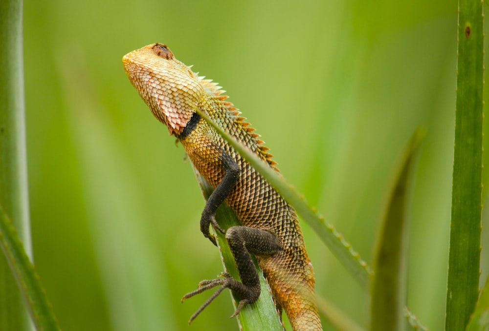 brown and black bearded dragon on green grass during daytime