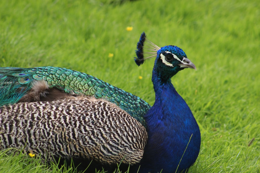 blue peacock on green grass field during daytime