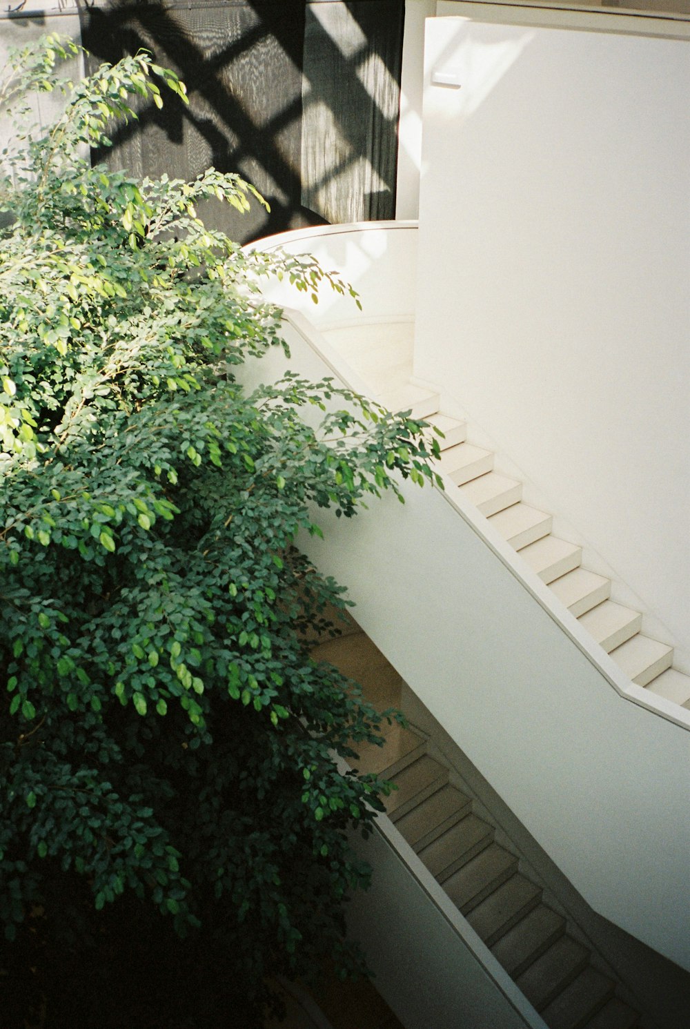 green plant on white concrete wall