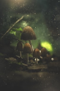 Magic Forest