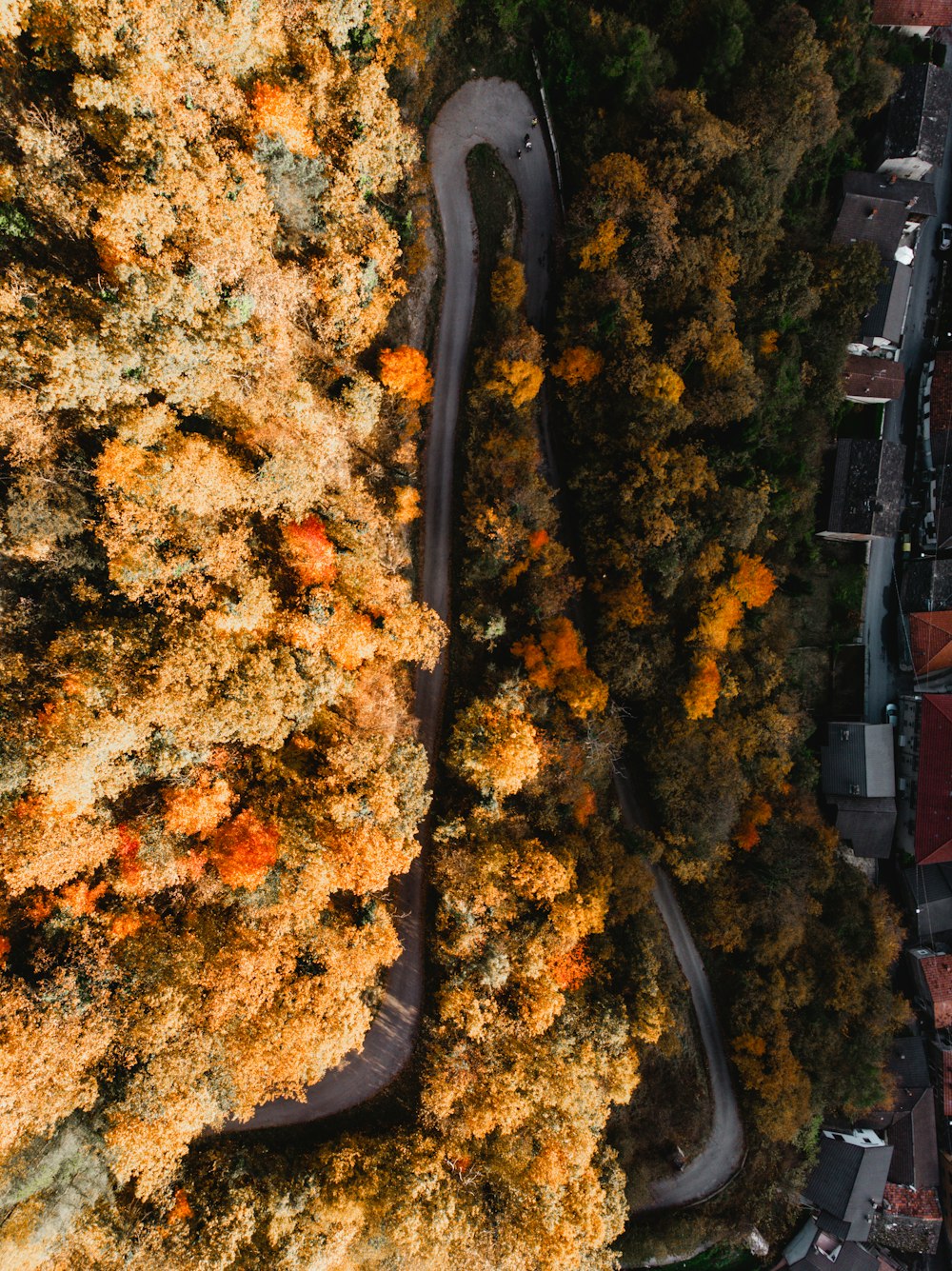 aerial view of road between trees