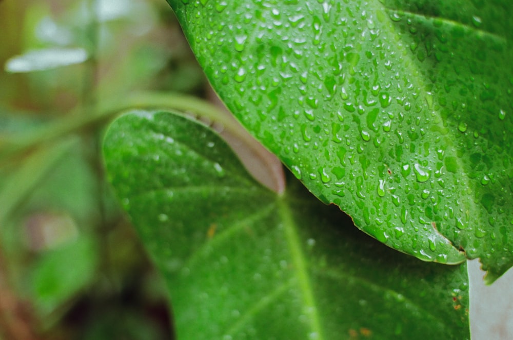 water droplets on green leaf