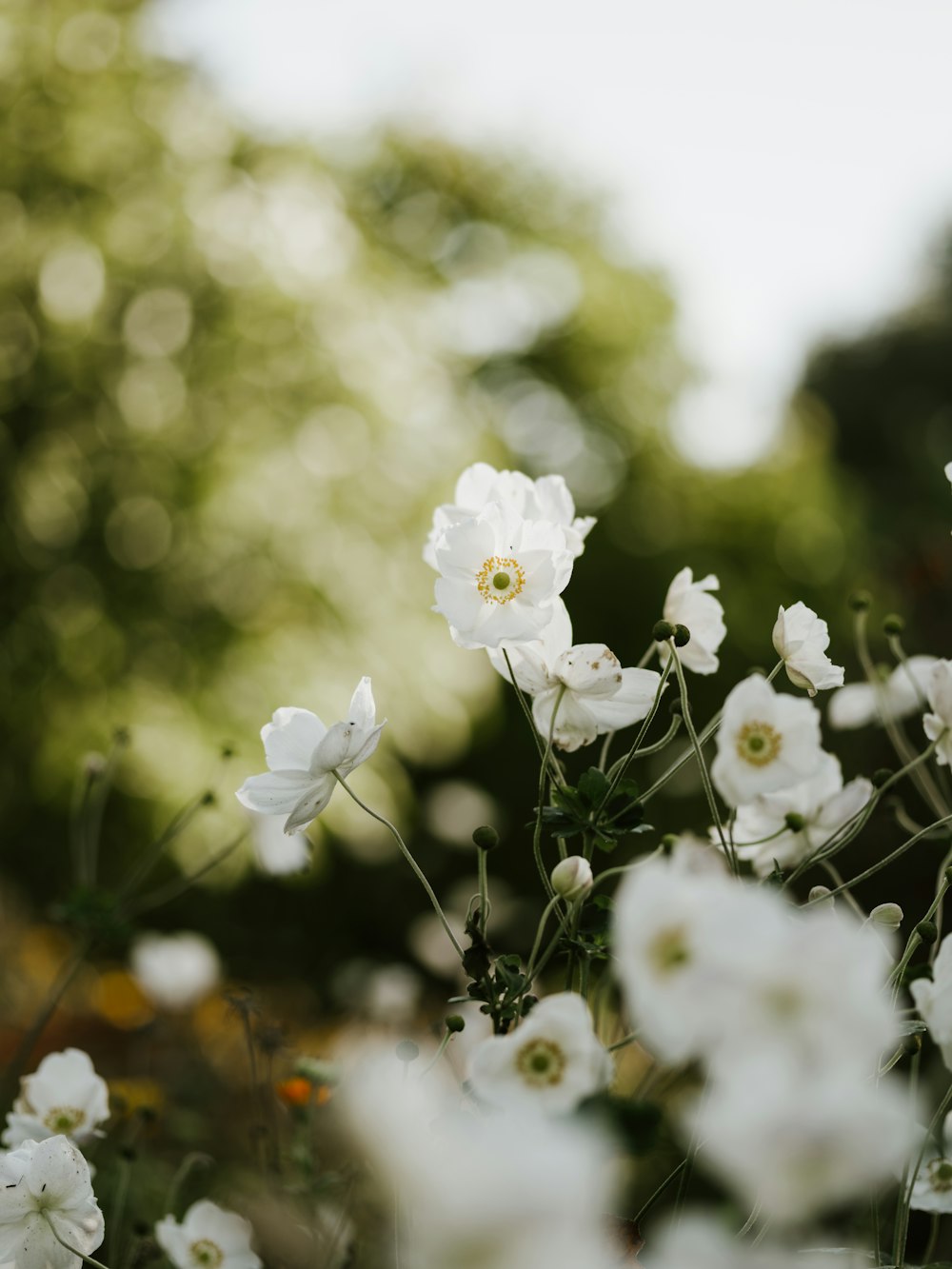 white flowers in tilt shift lens