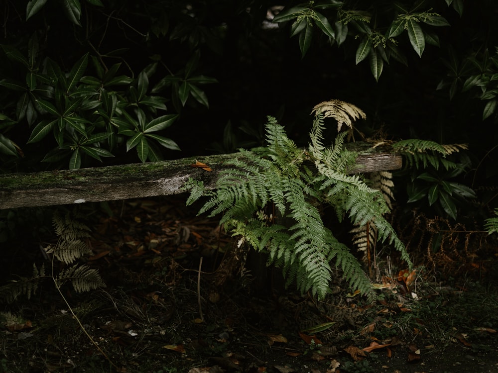 green fern plant on brown wooden fence