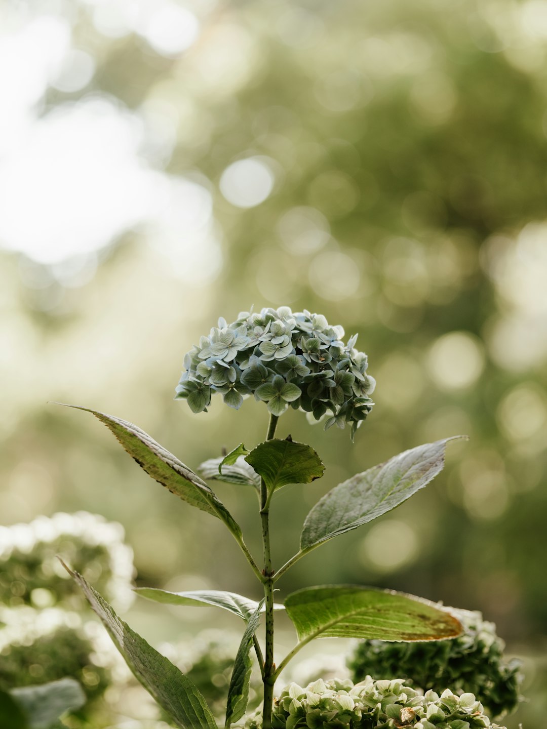 green plant in tilt shift lens