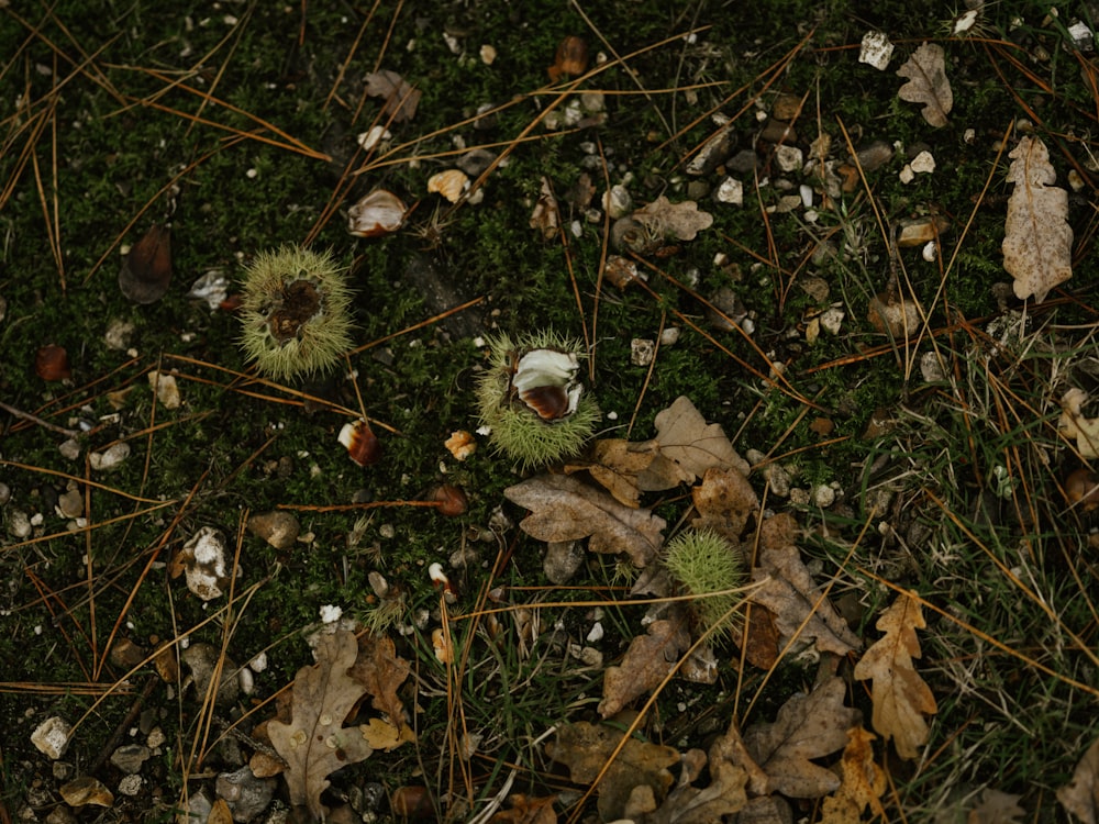 white round fruit on brown dried leaves