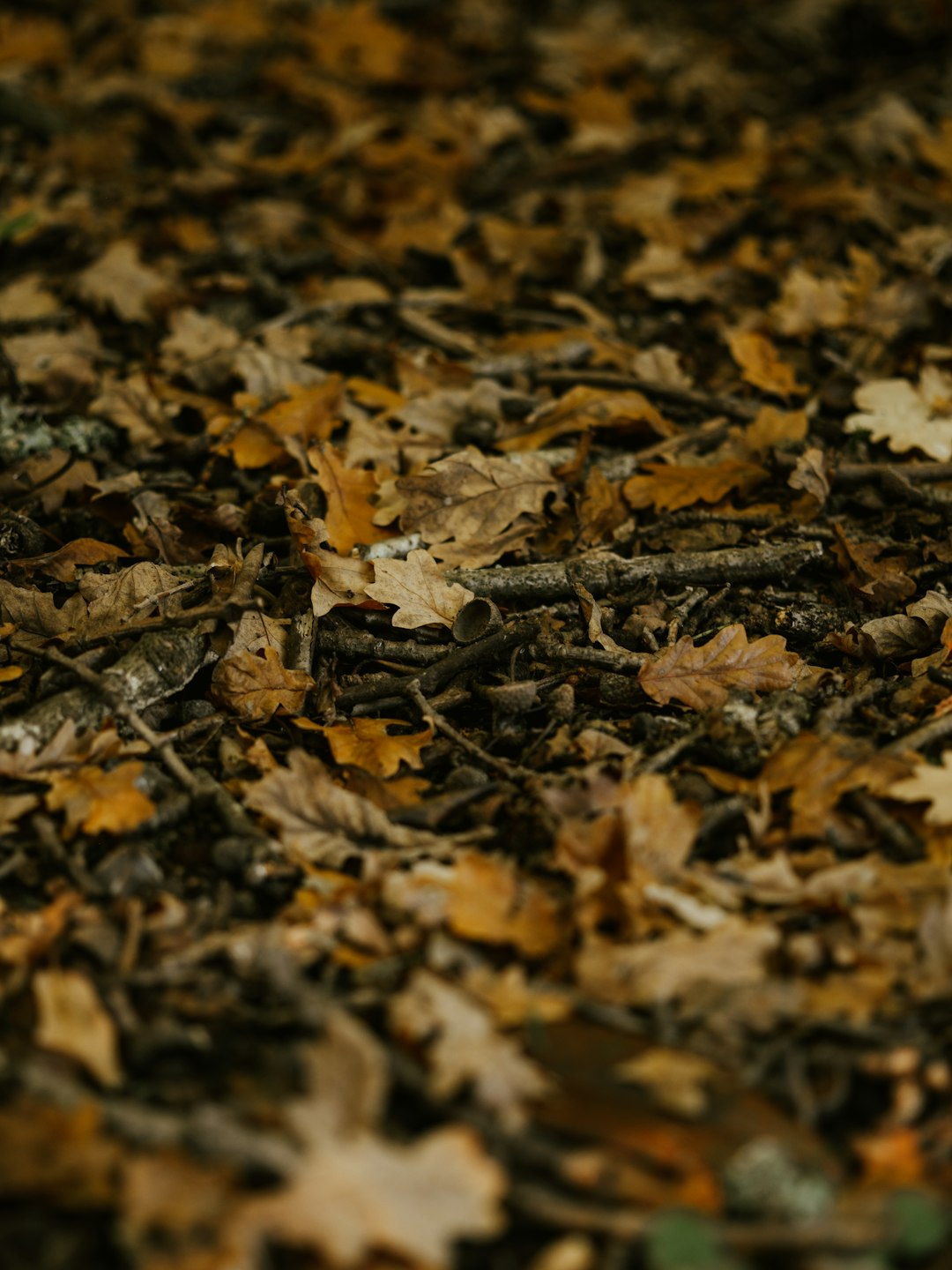 brown leaves on the ground