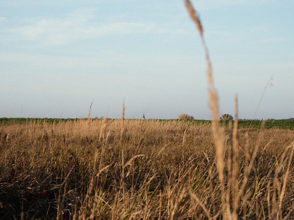 brown grass field under white clouds during daytime