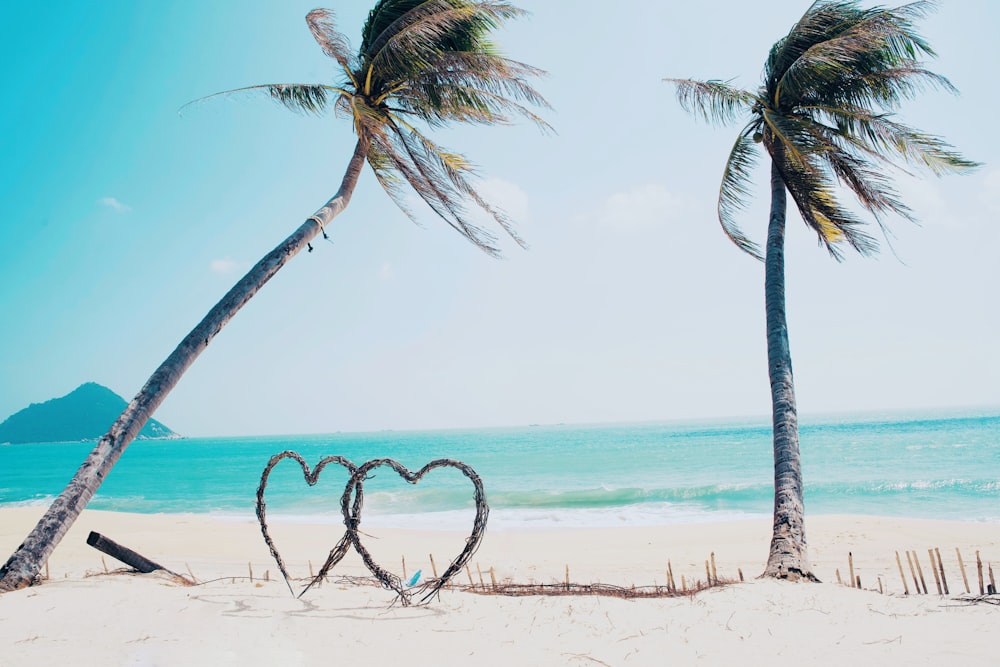 coconut tree on beach during daytime