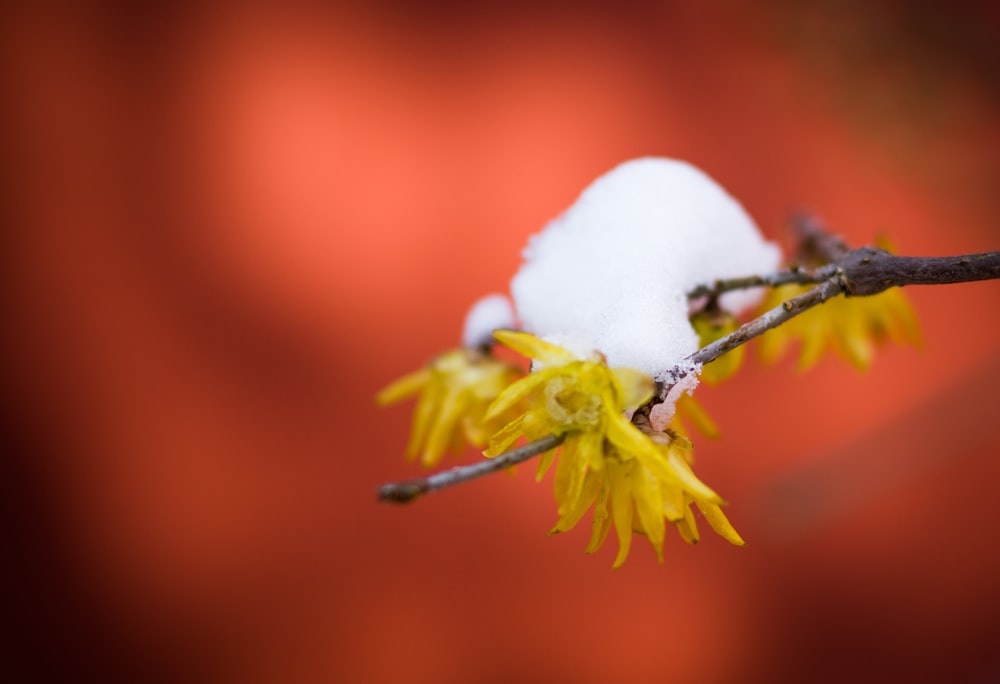 white and yellow flower in tilt shift lens