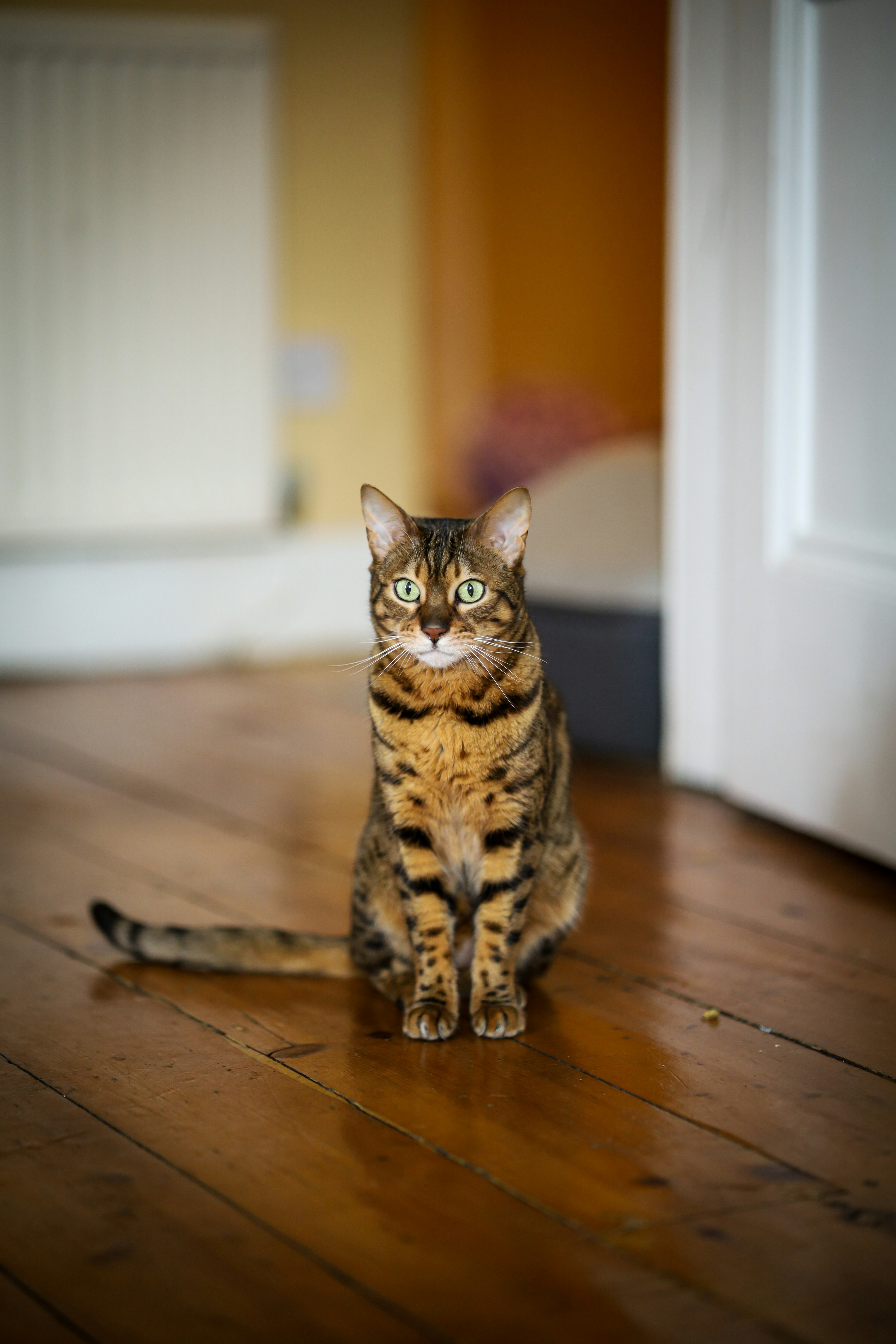 brown tabby cat on brown wooden floor