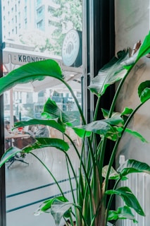 A large green potted plant with wide leaves is positioned indoors near a large window, allowing bright natural light to filter in. Outside the window, there is a view of a city street with a café sign visible. The interior has modern elements with a clean and spacious atmosphere.