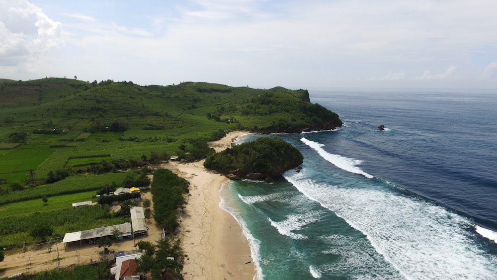 aerial view of green trees near body of water during daytime