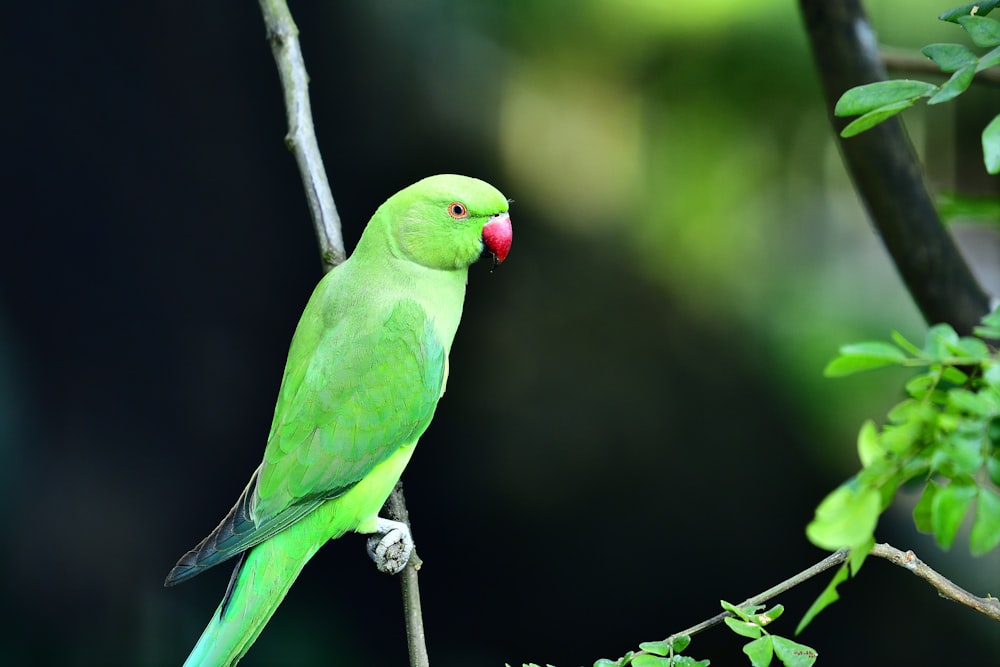 green bird on brown tree branch