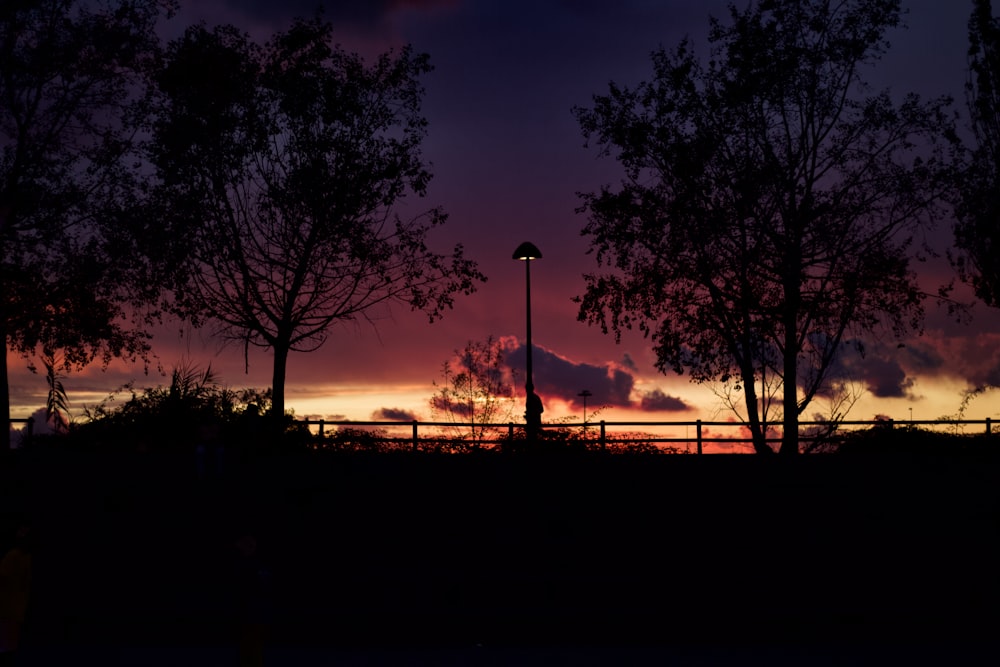 silhouette of trees during sunset