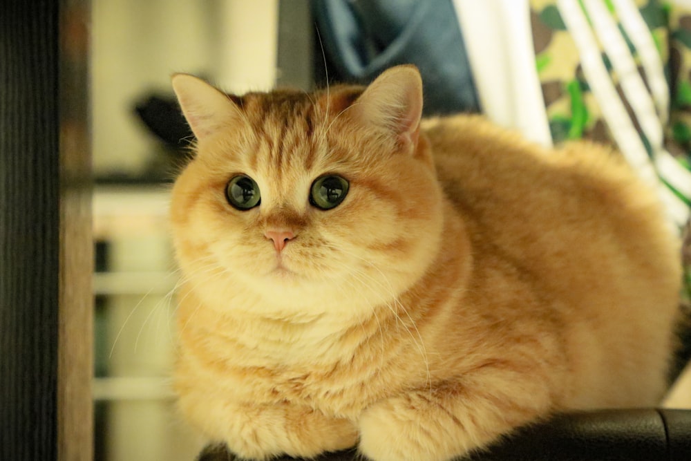 orange tabby cat on table