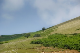 A gently sloping Texas hilltop cleared for construction, surrounded by mature trees.