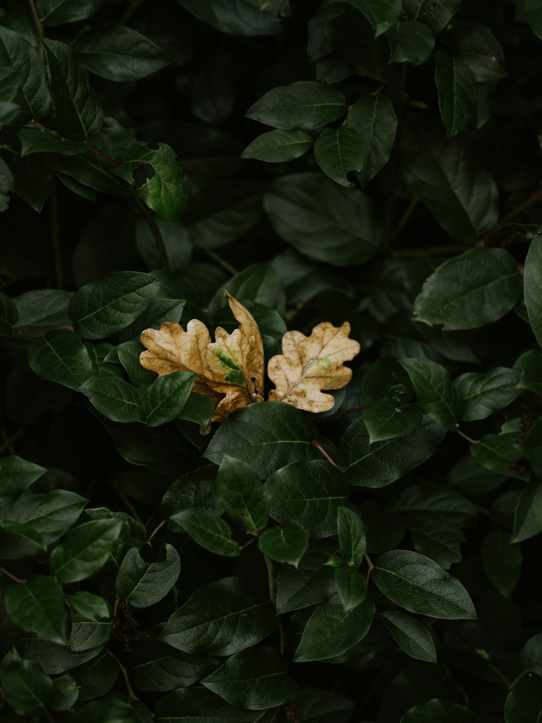 yellow flower in close up photography