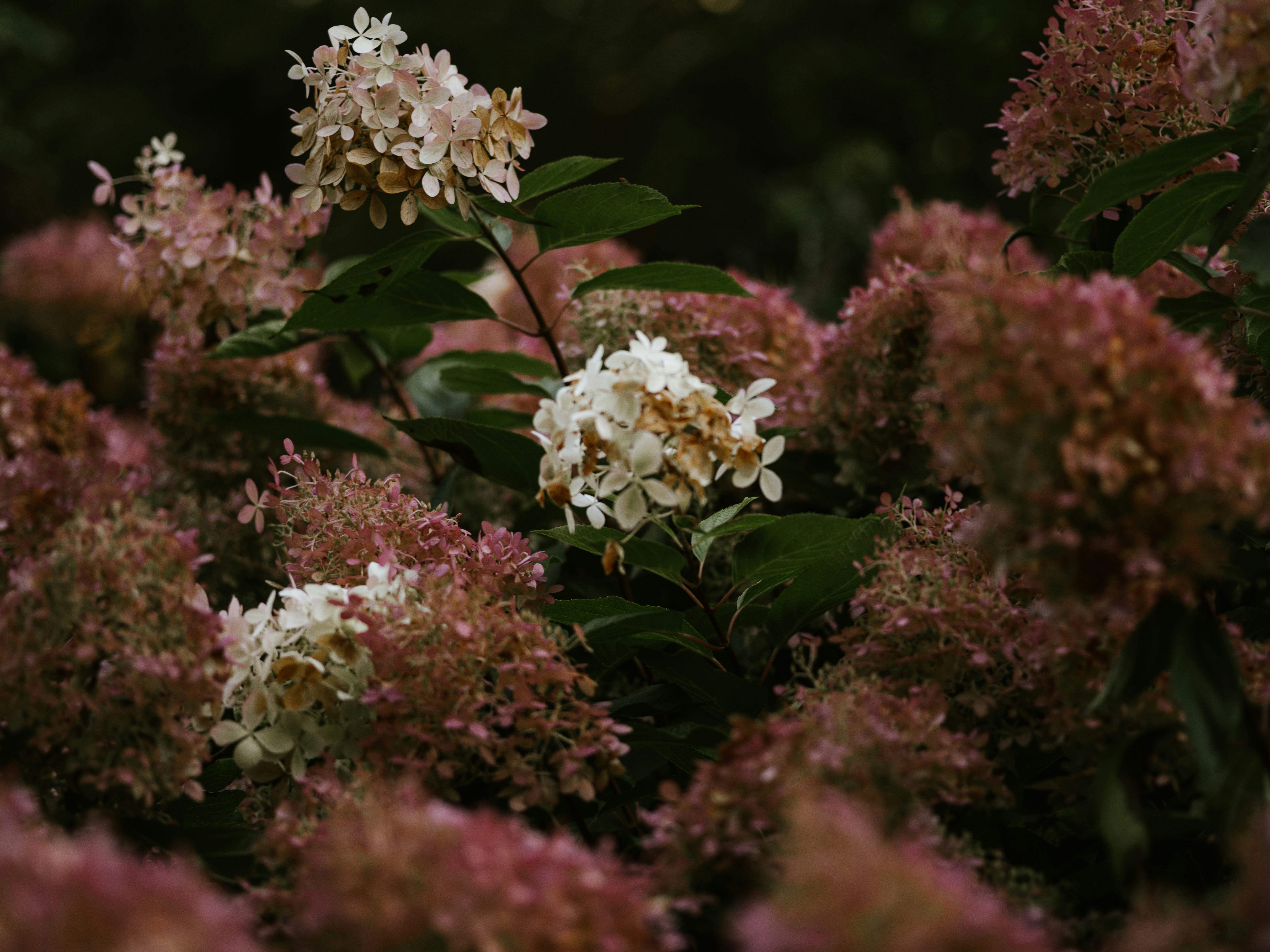 Photo by anniespratt