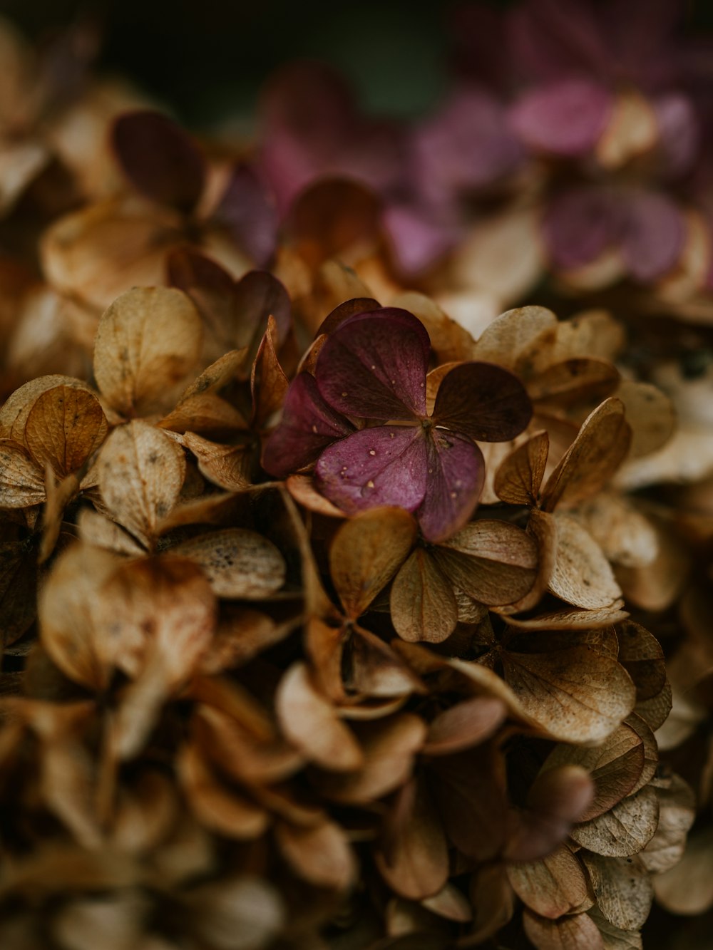 brown dried leaves on purple flower
