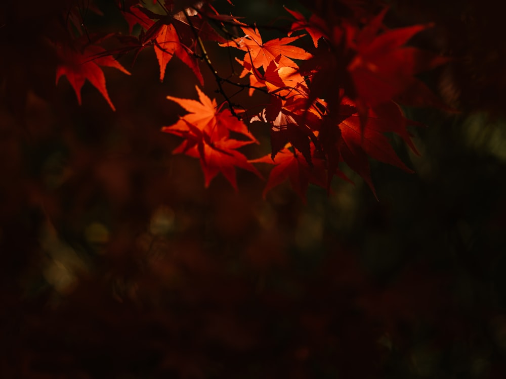 red maple leaves in close up photography