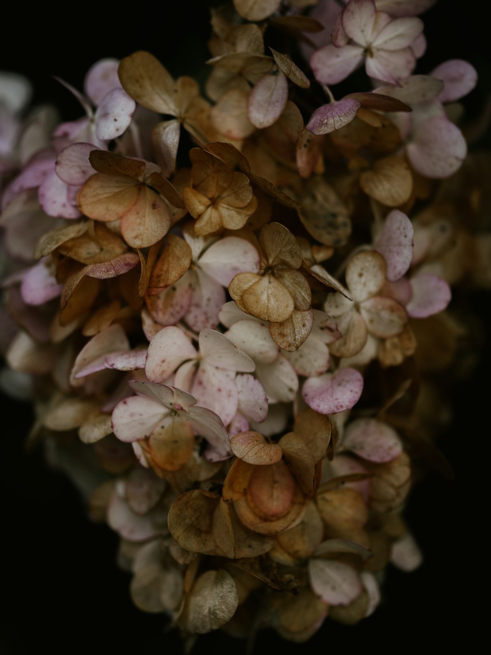 white and brown flower buds