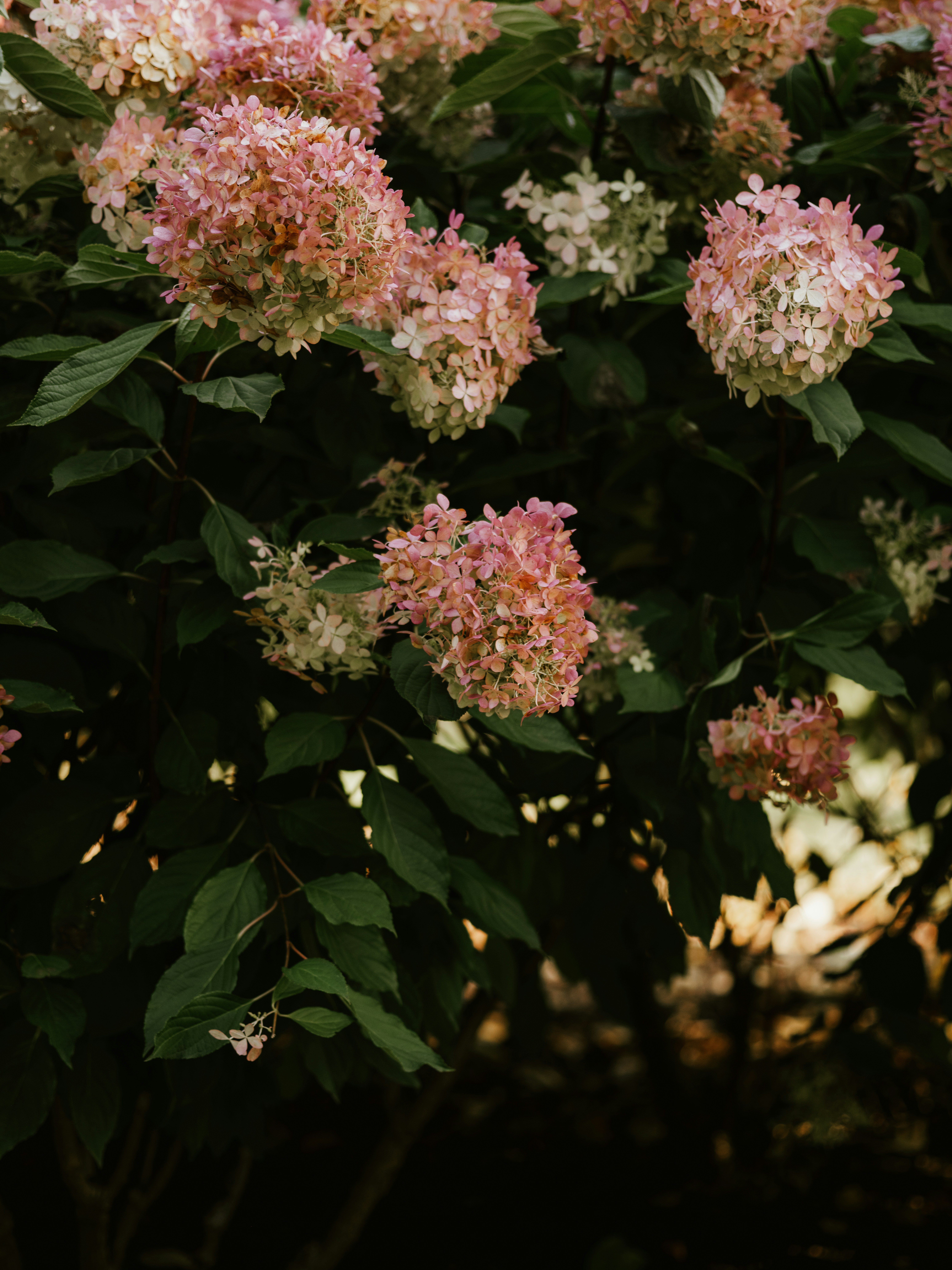 Photo by anniespratt