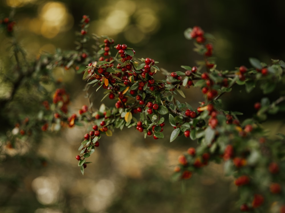 red and green plant in tilt shift lens