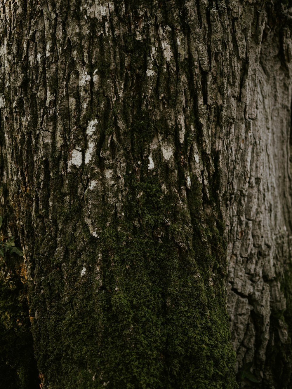 brown and green tree trunk