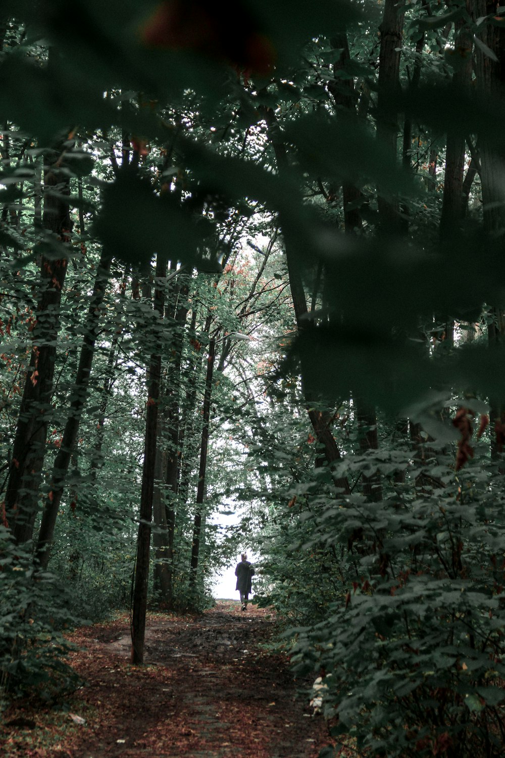 pessoas andando na floresta durante o dia