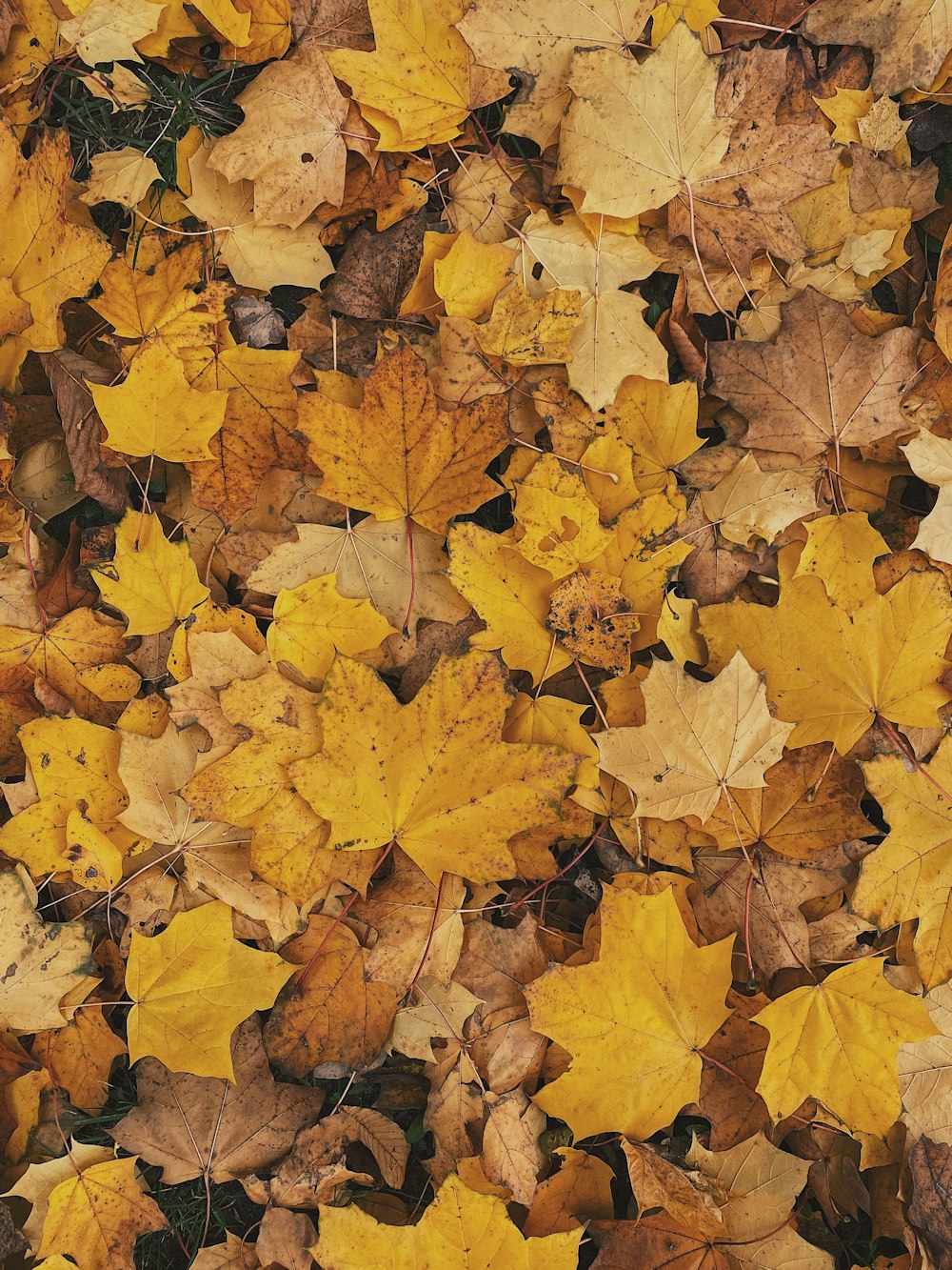 yellow and brown maple leaves